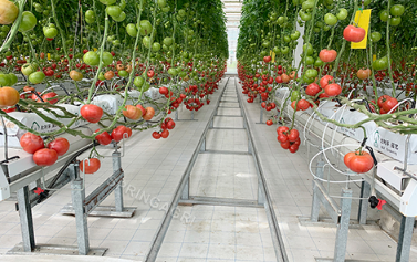 Vores tomatdrivhus installerer våde gardiner