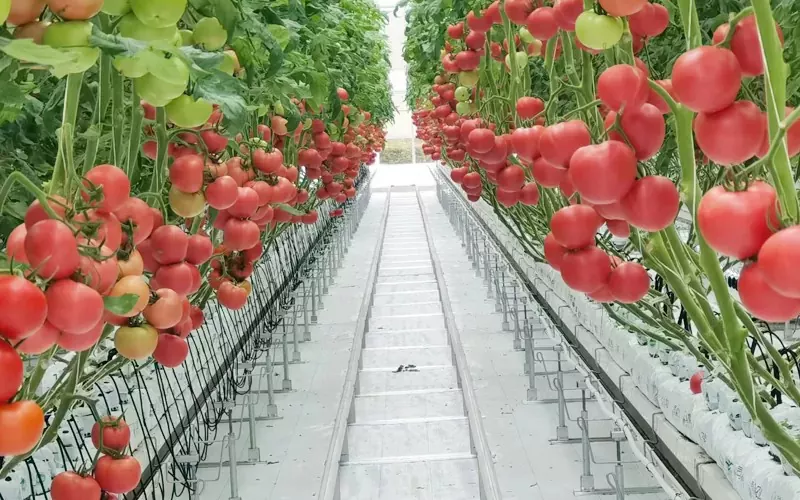 Hvad er egenskaberne og funktionerne i Glass Greenhouse?