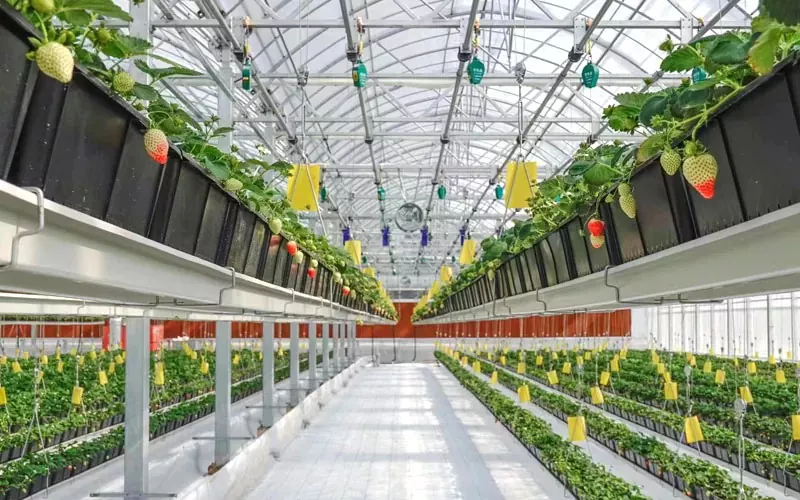 Definition og funktioner i Plastic Greenhouse