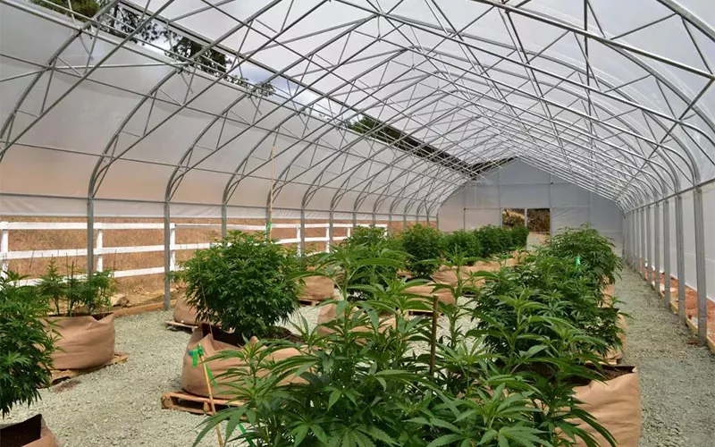 Medicinsk cannabisfilm drivhus: en spiludveksler i branchen