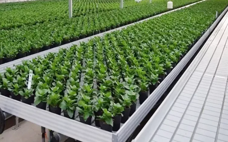 Drivhus Nursery Abs Plastic Hydroponic Bakker