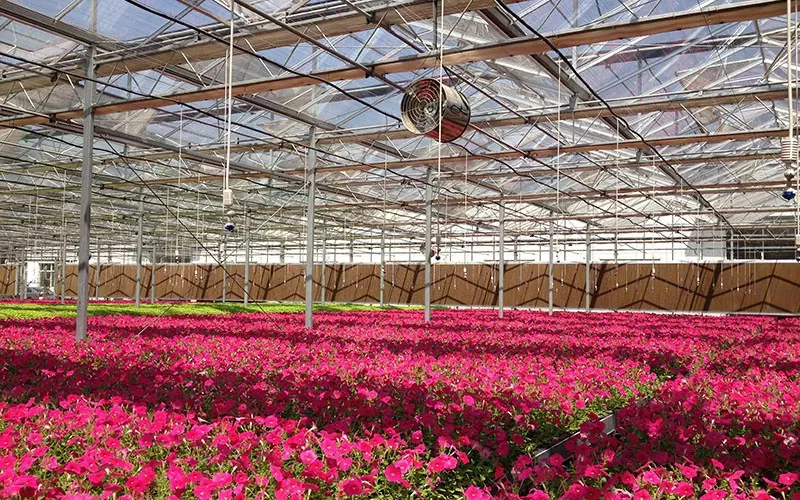 Hærdet og flydende glasblomst drivhus